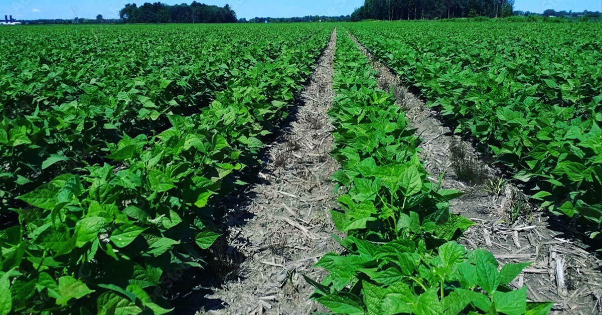 Vers l’espoir d’une agriculture écologique en province du Sud-Kivu