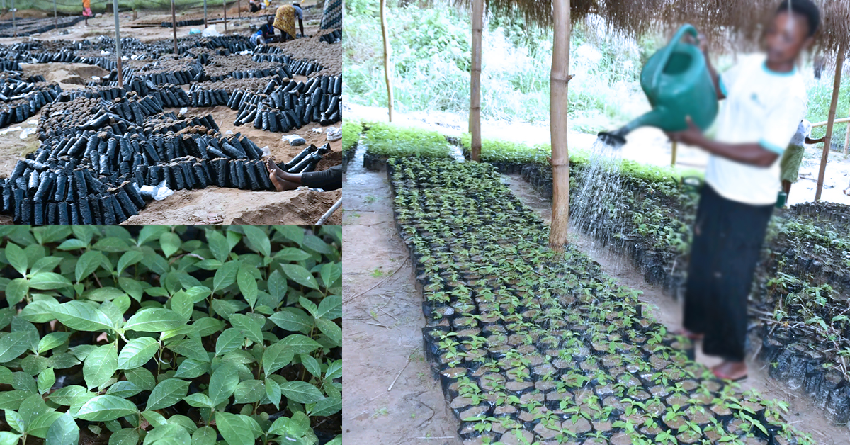 Reboisement à Bugorhe : une pépinière d’espoir face aux effets de la guerre et au changement climatique